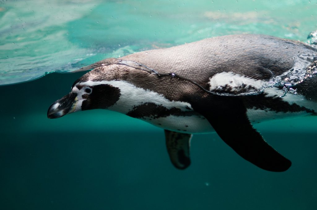 nurkujący pingwin 