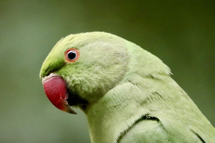 papuga